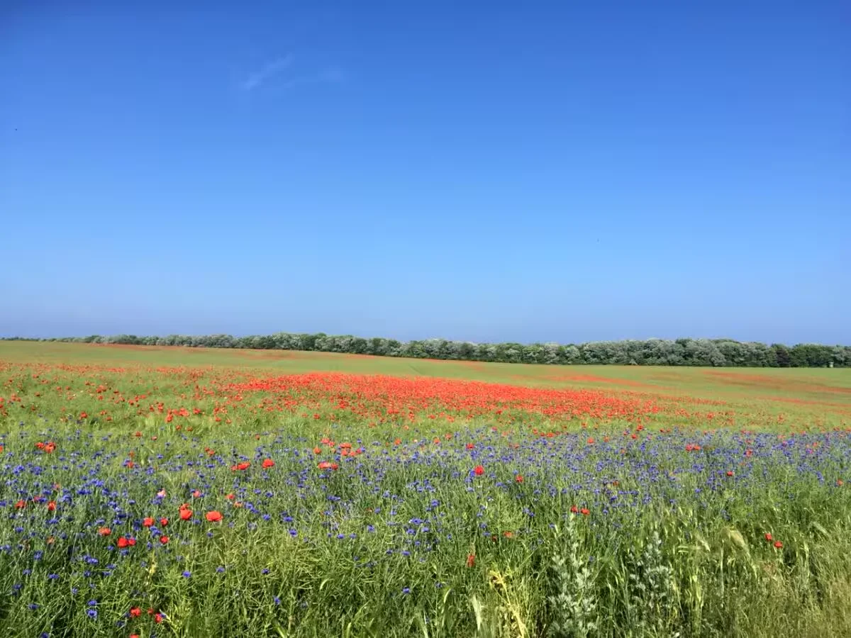 Weizenfeld mit Mohn