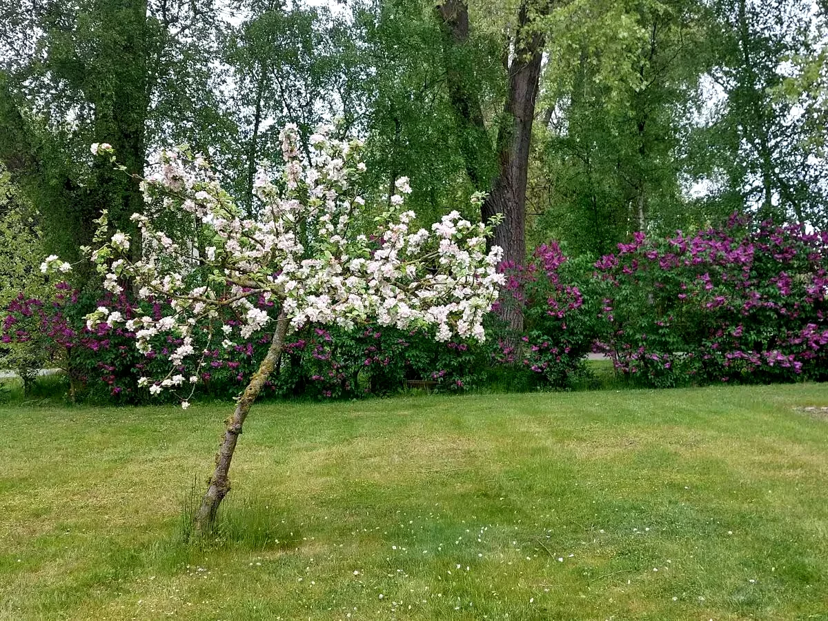 Apfelbaum und Flieder